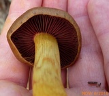 Cortinarius semisanguineus image