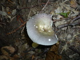 Russula ionochlora image