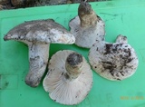 Hygrophorus ponderatus image