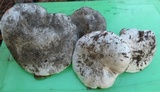 Hygrophorus ponderatus image