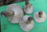 Hygrophorus ponderatus image