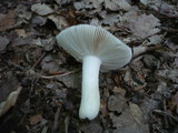 Russula ionochlora image