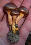 Chroogomphus vinicolor image