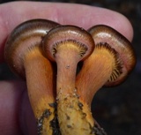 Chroogomphus vinicolor image