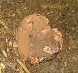 Tylopilus atratus image