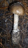 Amanita submaculata image