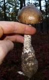 Amanita submaculata image