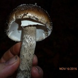 Amanita submaculata image