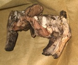 Tylopilus atratus image