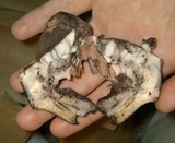 Tylopilus atratus image