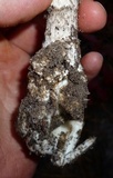 Amanita submaculata image