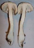 Amanita submaculata image