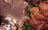 Sarcodon rimosus image