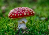 Amanita muscaria var. flavivolvata image