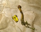 Pulveroboletus ravenelii image