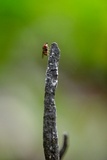 Xylaria telfairii image