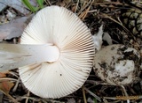 Amanita sect. Vaginatae image