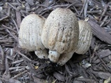Coprinopsis romagnesiana image