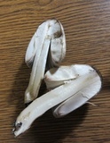 Coprinopsis romagnesiana image