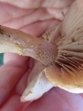 Hebeloma arenosum image