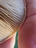 Hebeloma arenosum image