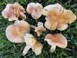 Hebeloma arenosum image