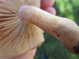 Hebeloma arenosum image