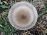 Amanita battarrae image