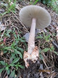 Amanita battarrae image