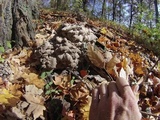 Grifola frondosa image