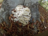 Climacodon septentrionalis image