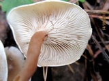 Clitocybe diatreta image