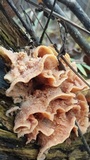 Merulius tremellosus image