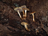 Hypholoma capnoides image