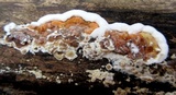 Gloeoporus dichrous image
