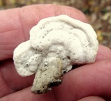 Gloeoporus dichrous image