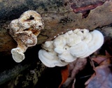 Trametes gibbosa image