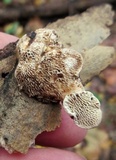 Trametes gibbosa image
