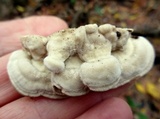 Trametes gibbosa image