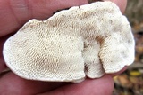 Trametes gibbosa image