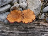 Polyporus brumalis image