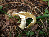 Russula clavipes image