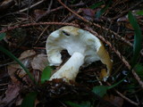 Russula clavipes image