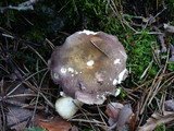 Russula clavipes image