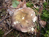 Russula clavipes image