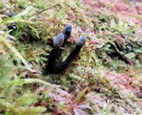 Holwaya mucida image
