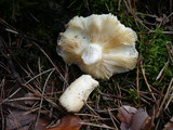 Russula clavipes image