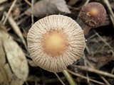 Psathyrella bipellis image