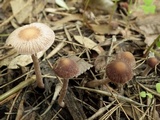 Psathyrella bipellis image