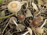 Psathyrella bipellis image